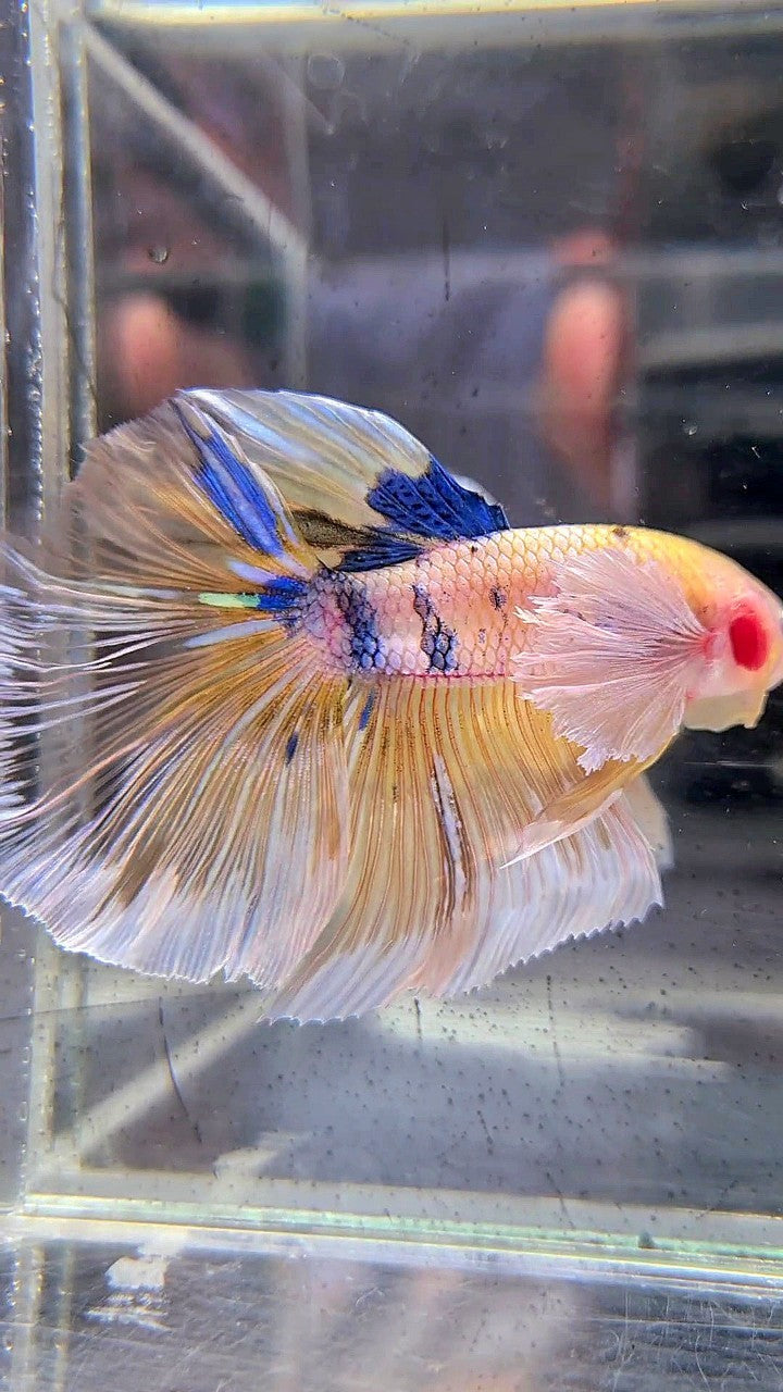 HALFMOON DUMBO EAR YELLOW KOI MULTICOLOR BETTA FISH