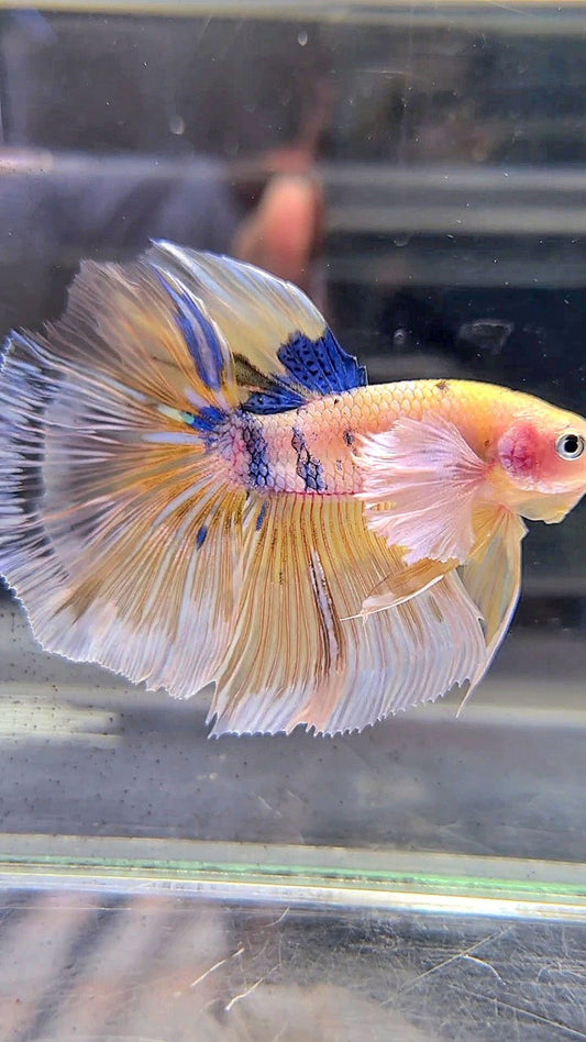 HALFMOON DUMBO EAR YELLOW KOI MULTICOLOR BETTA FISH