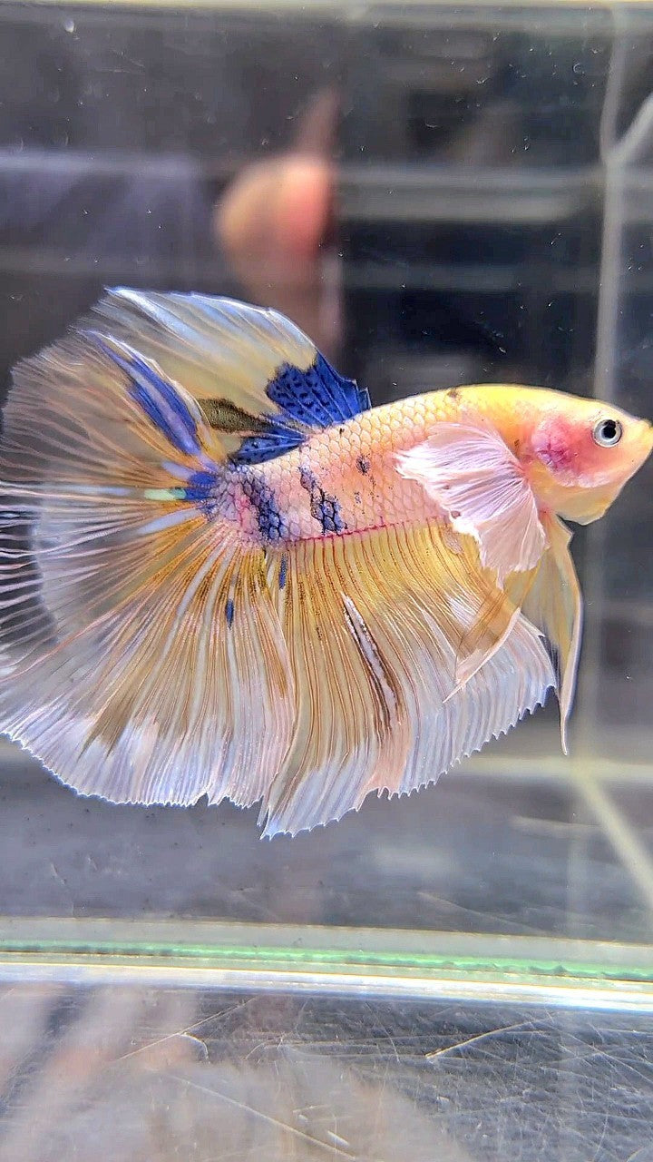 HALFMOON DUMBO EAR YELLOW KOI MULTICOLOR BETTA FISH