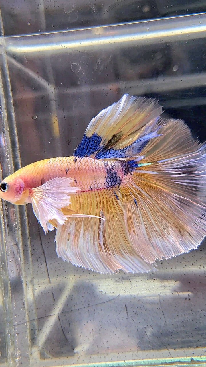 HALFMOON DUMBO EAR YELLOW KOI MULTICOLOR BETTA FISH