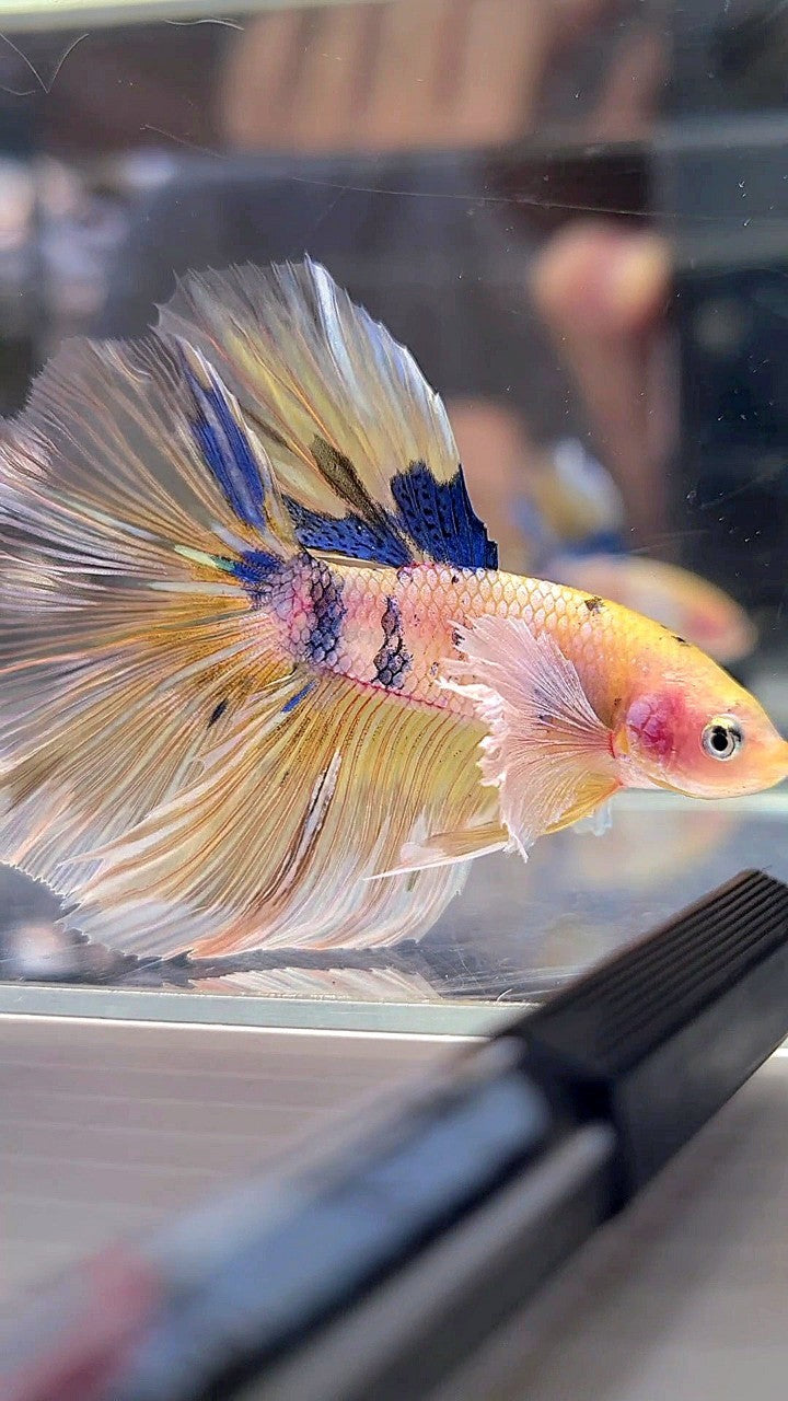 HALFMOON DUMBO EAR YELLOW KOI MULTICOLOR BETTA FISH