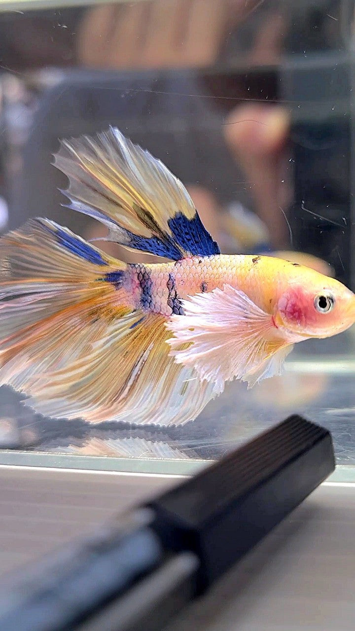 HALFMOON DUMBO EAR YELLOW KOI MULTICOLOR BETTA FISH