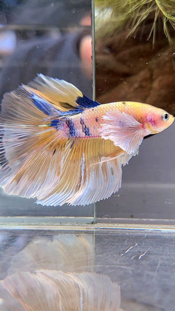 HALFMOON DUMBO EAR YELLOW KOI MULTICOLOR BETTA FISH