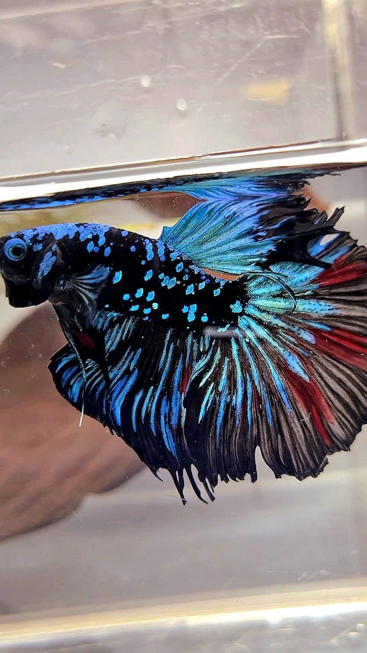 XL HALFMOON ROSETAIL BLACKSTAR GALAXY AVATAR BLUE BETTA FISH