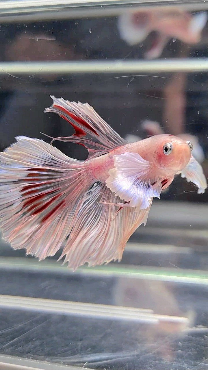 HALFMOON DUMBO EAR WHITE CELLOPHANE TRANSPARENT BETTA FISH