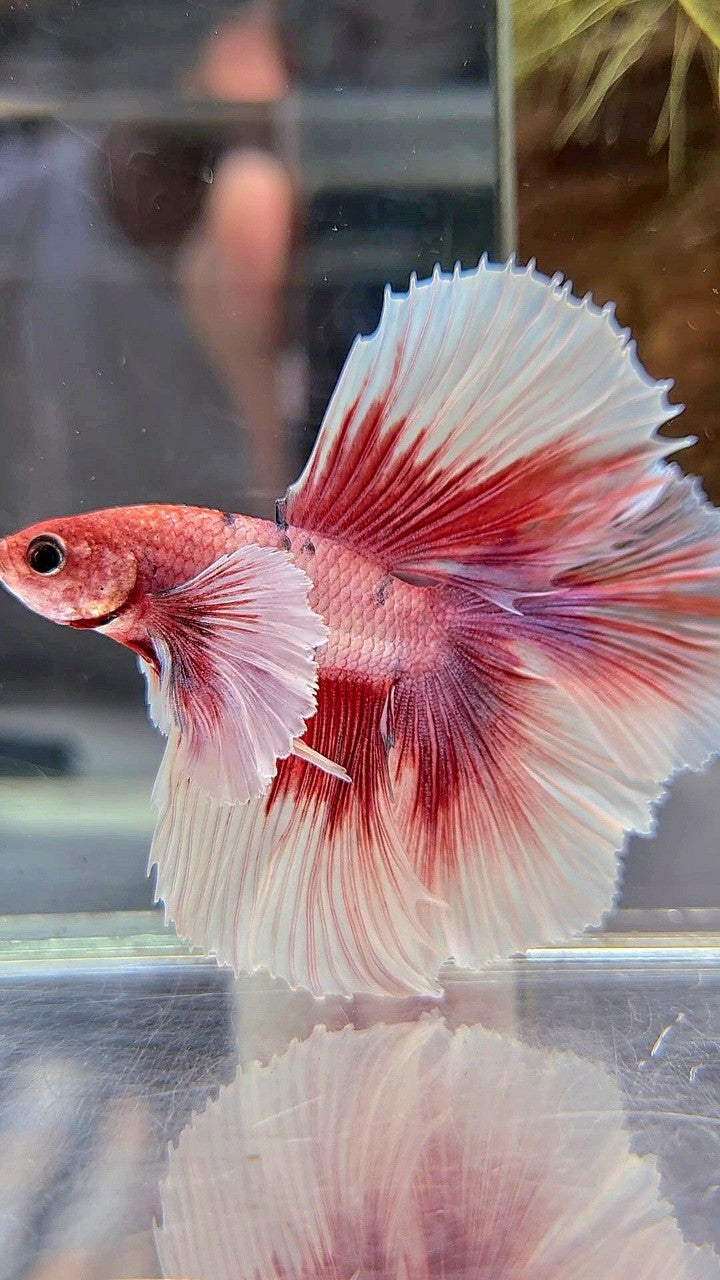 HALFMOON DOUBLE TAIL SUPER DUMBO EAR RED FANCY MULTICOLOR BETTA FISH