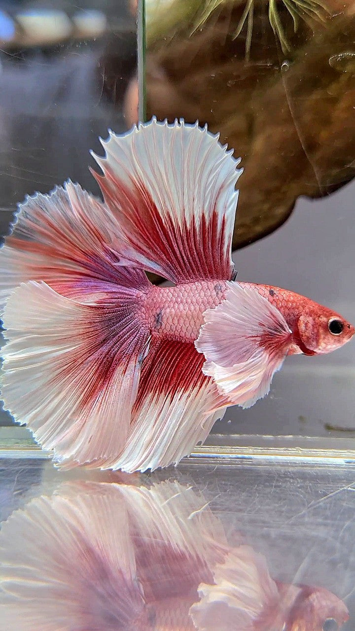 HALFMOON DOUBLE TAIL SUPER DUMBO EAR RED FANCY MULTICOLOR BETTA FISH