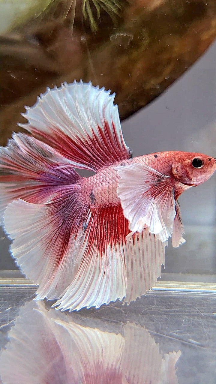 HALFMOON DOUBLE TAIL SUPER DUMBO EAR RED FANCY MULTICOLOR BETTA FISH