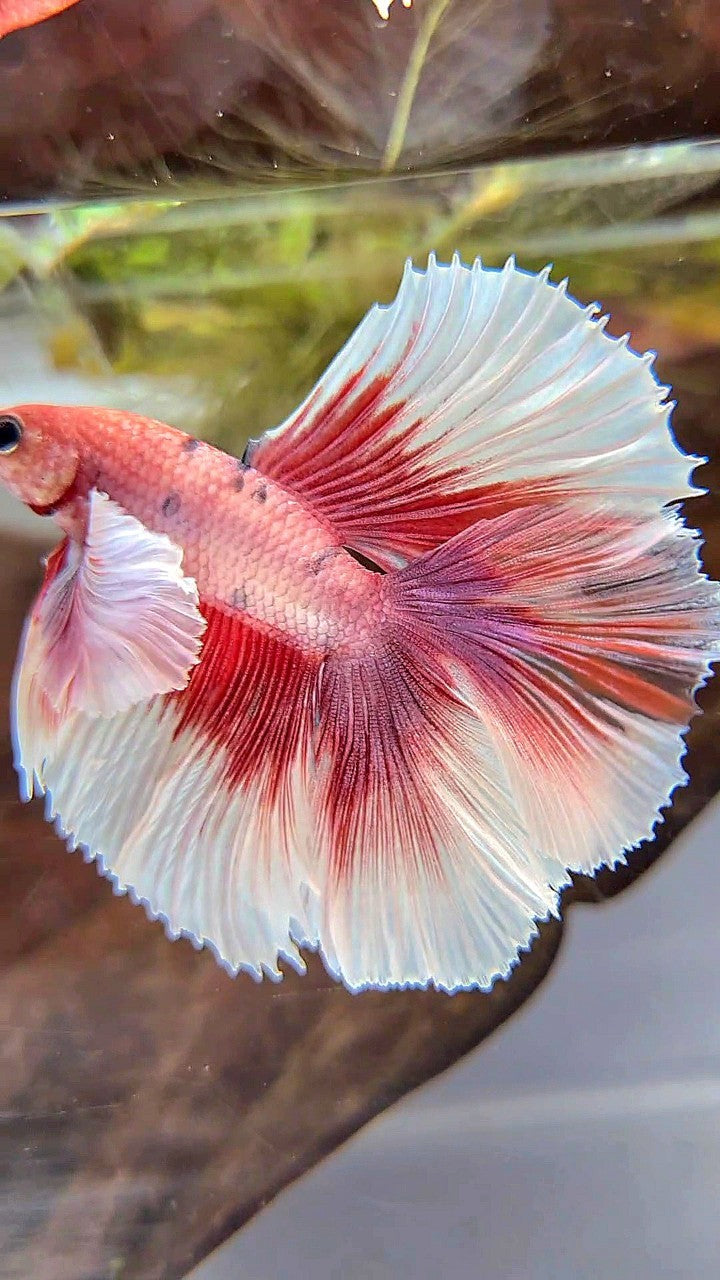 HALFMOON DOUBLE TAIL SUPER DUMBO EAR RED FANCY MULTICOLOR BETTA FISH