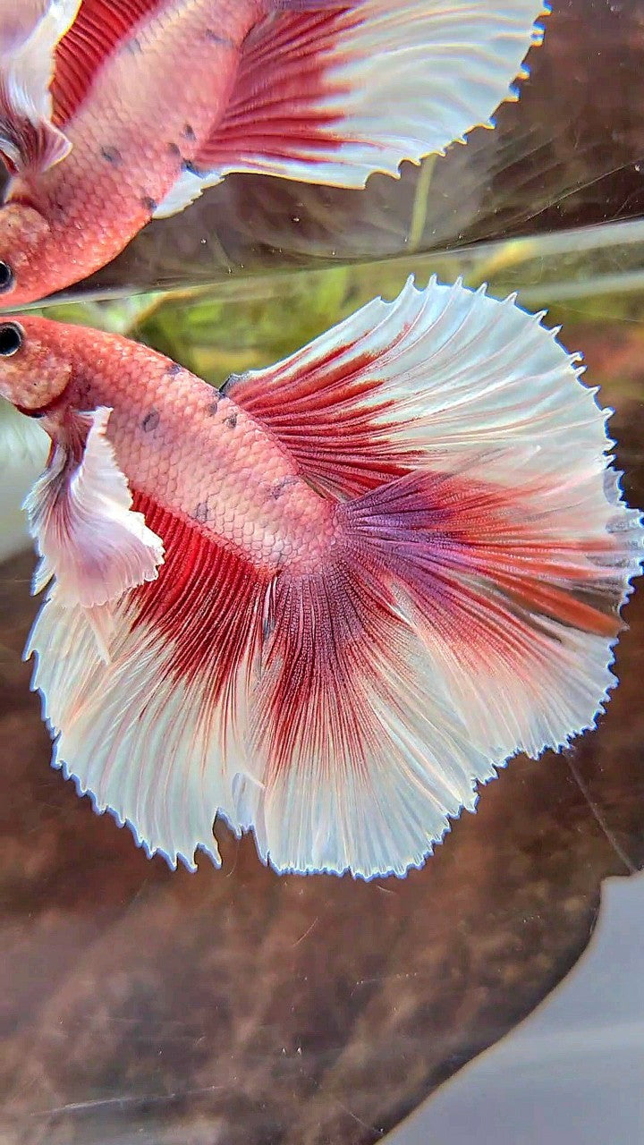 HALFMOON DOUBLE TAIL SUPER DUMBO EAR RED FANCY MULTICOLOR BETTA FISH