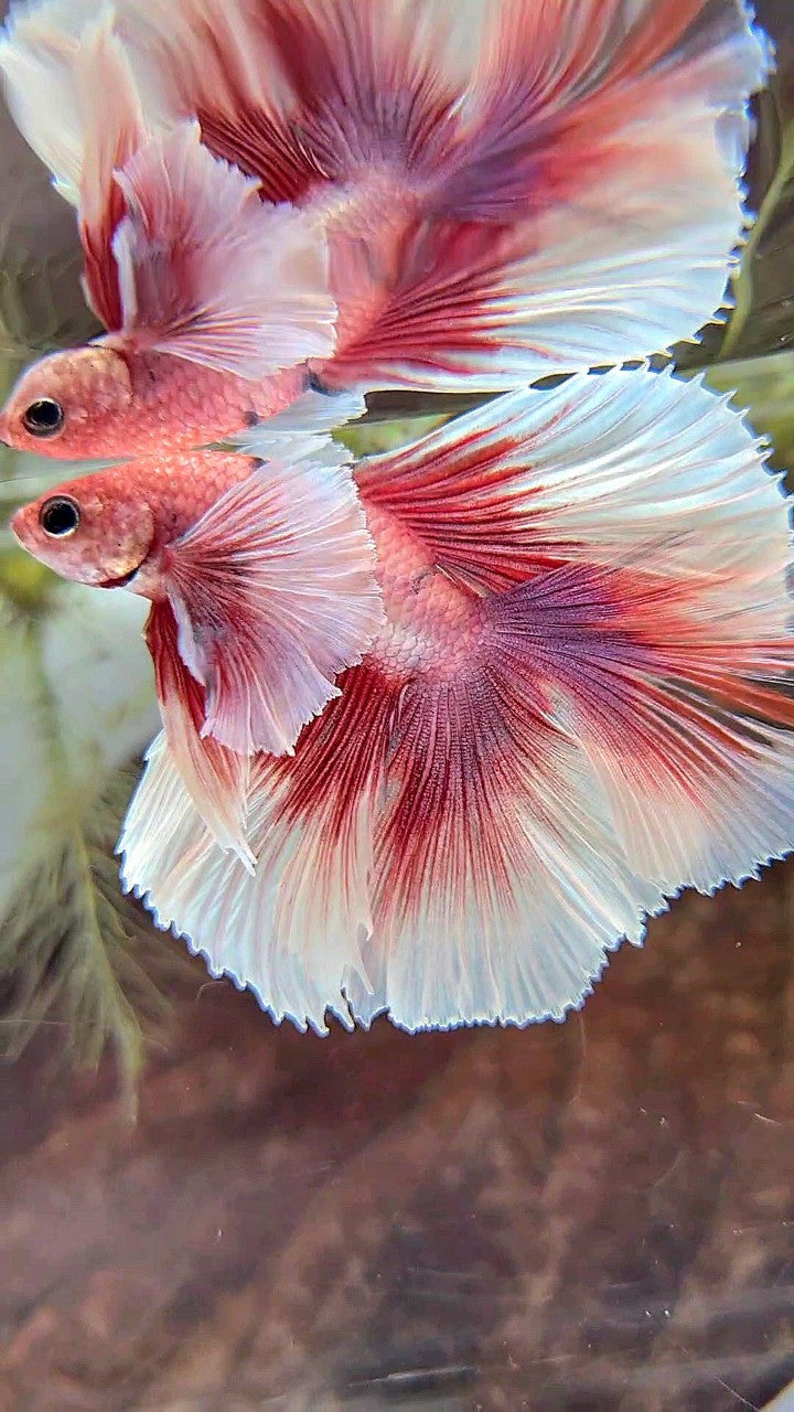 HALFMOON DOUBLE TAIL SUPER DUMBO EAR RED FANCY MULTICOLOR BETTA FISH