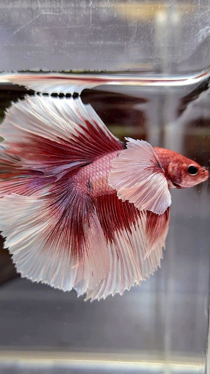 HALFMOON DOUBLE TAIL SUPER DUMBO EAR RED FANCY MULTICOLOR BETTA FISH