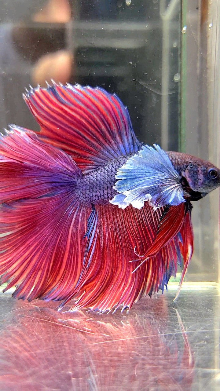 HALFMOON DOUBLE TAIL SUPER DUMBO EAR PURPLE RED BETTA FISH