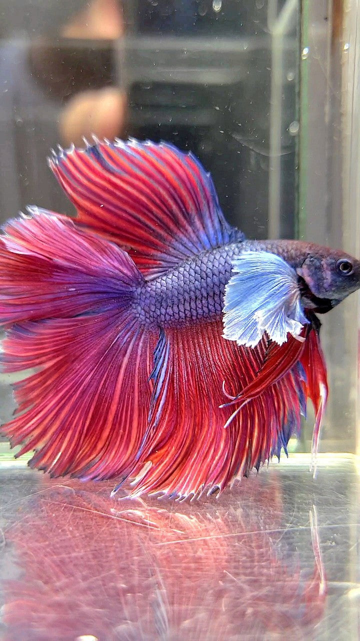 HALFMOON DOUBLE TAIL SUPER DUMBO EAR PURPLE RED BETTA FISH