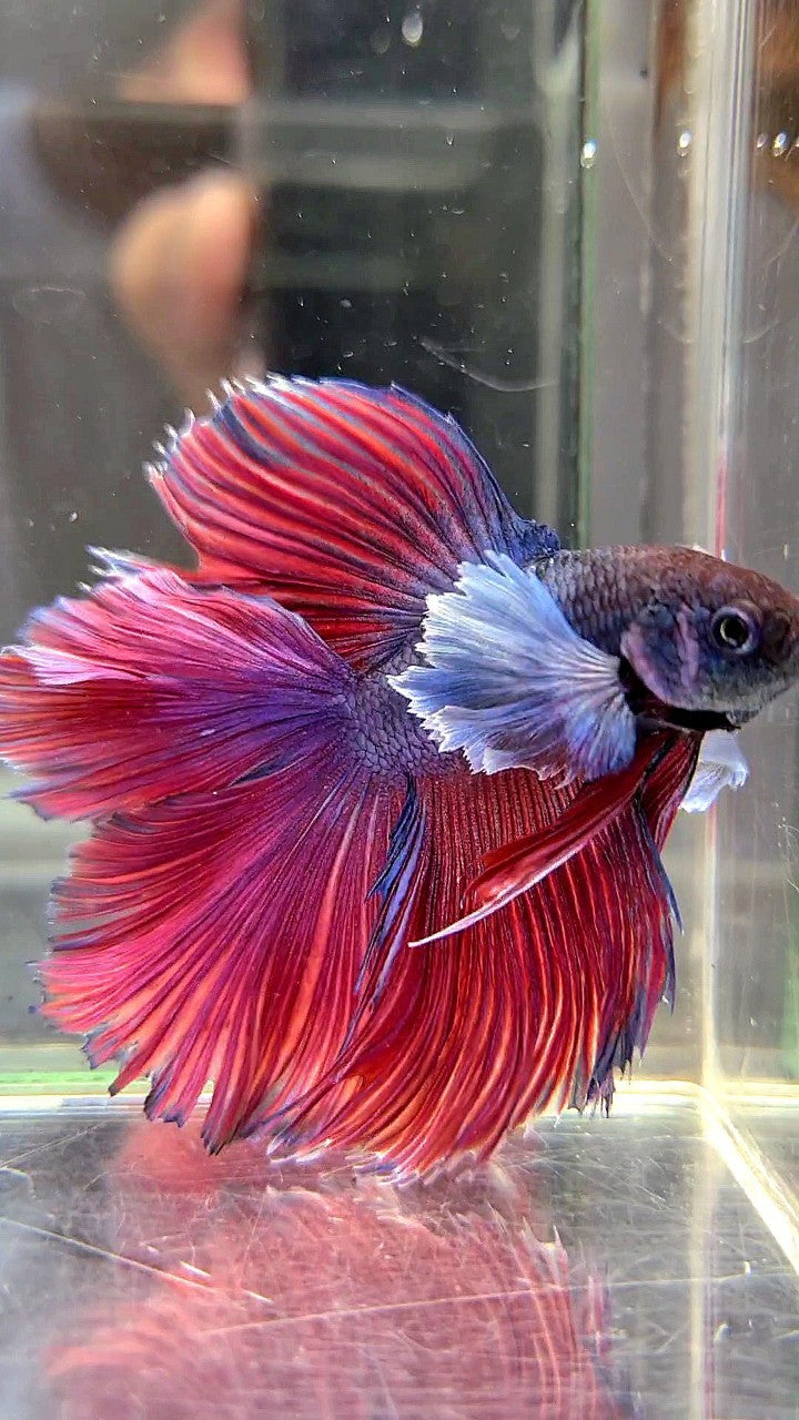 HALFMOON DOUBLE TAIL SUPER DUMBO EAR PURPLE RED BETTA FISH