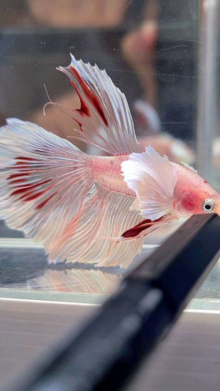 HALFMOON DUMBO EAR WHITE CELLOPHANE TRANSPARENT BETTA FISH