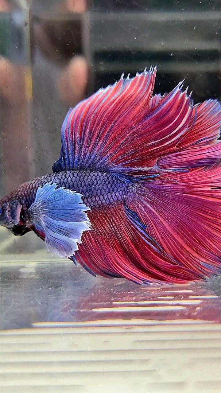 HALFMOON DOUBLE TAIL SUPER DUMBO EAR PURPLE RED BETTA FISH