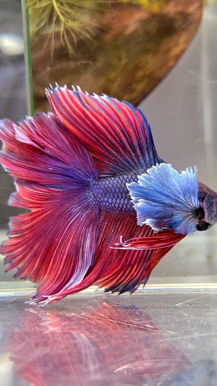 HALFMOON DOUBLE TAIL SUPER DUMBO EAR PURPLE RED BETTA FISH