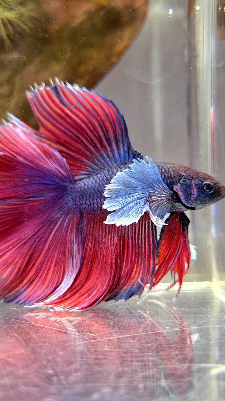 HALFMOON DOUBLE TAIL SUPER DUMBO EAR PURPLE RED BETTA FISH