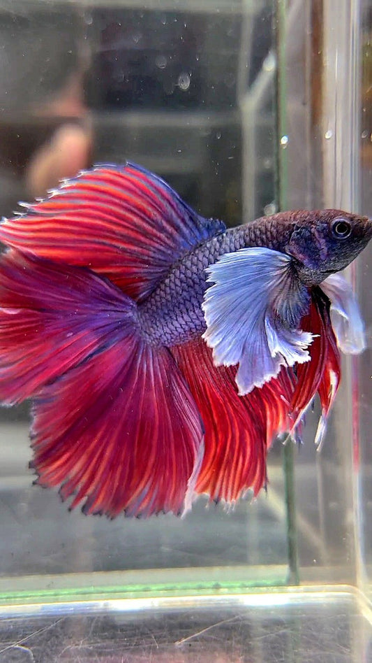 HALFMOON DOUBLE TAIL SUPER DUMBO EAR PURPLE RED BETTA FISH