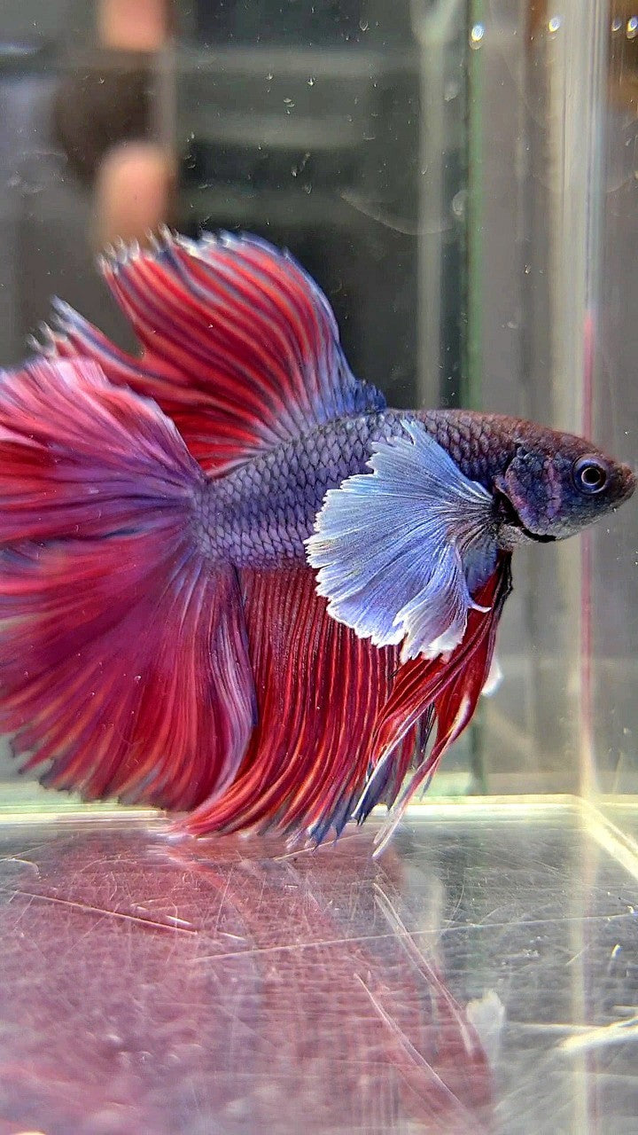 HALFMOON DOUBLE TAIL SUPER DUMBO EAR PURPLE RED BETTA FISH