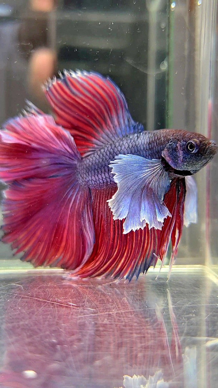 HALFMOON DOUBLE TAIL SUPER DUMBO EAR PURPLE RED BETTA FISH