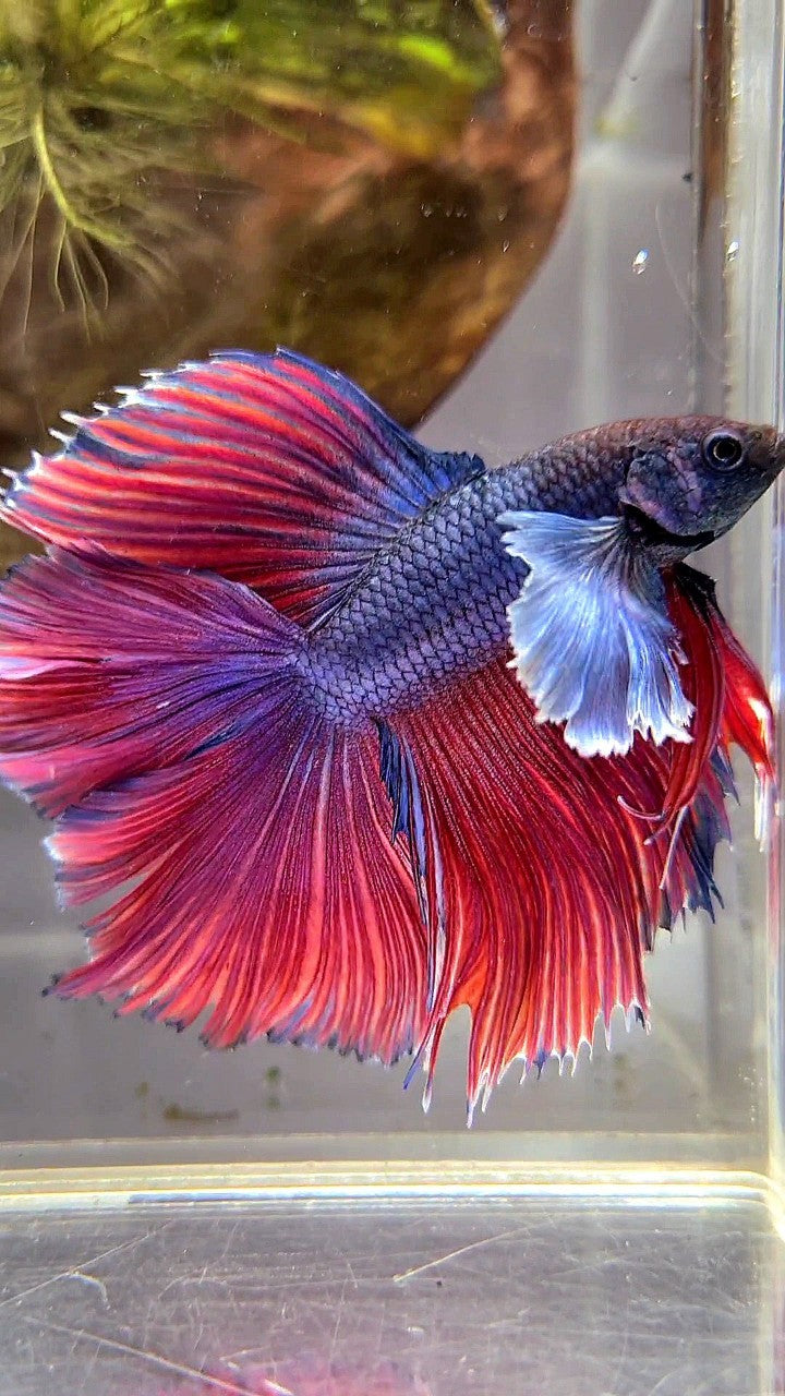 HALFMOON DOUBLE TAIL SUPER DUMBO EAR PURPLE RED BETTA FISH