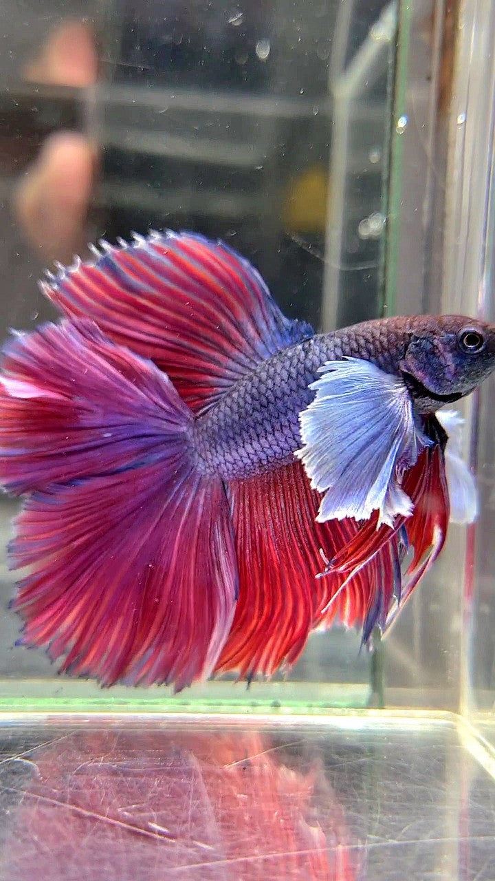 HALFMOON DOUBLE TAIL SUPER DUMBO EAR PURPLE RED BETTA FISH