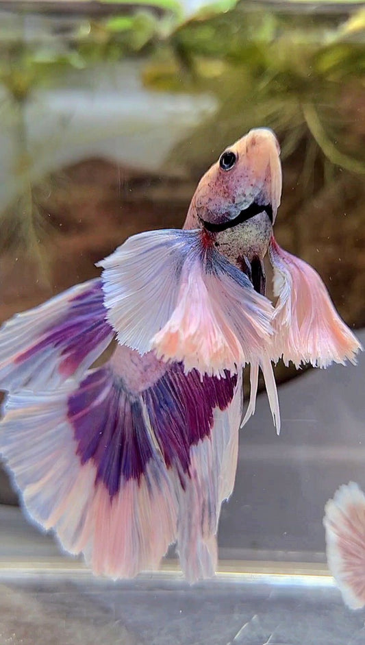 XL HALFMOON SUPER DUMBO EAR PURPLE BUTTERFLY BETTA FISH