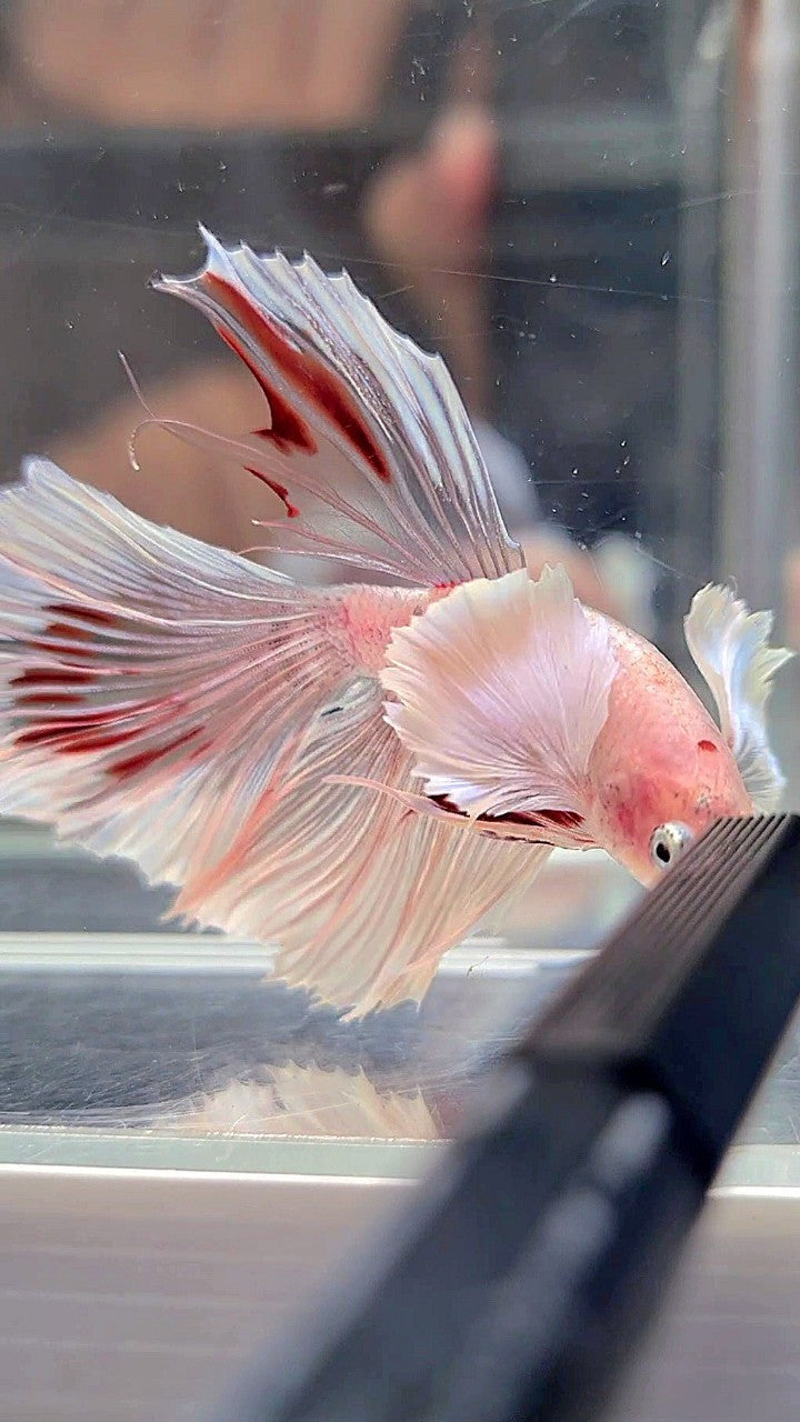 HALFMOON DUMBO EAR WHITE CELLOPHANE TRANSPARENT BETTA FISH