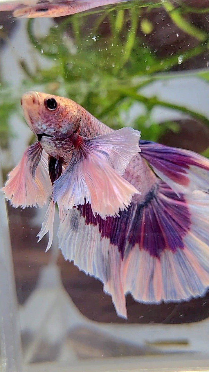 XL HALFMOON SUPER DUMBO EAR PURPLE BUTTERFLY BETTA FISH