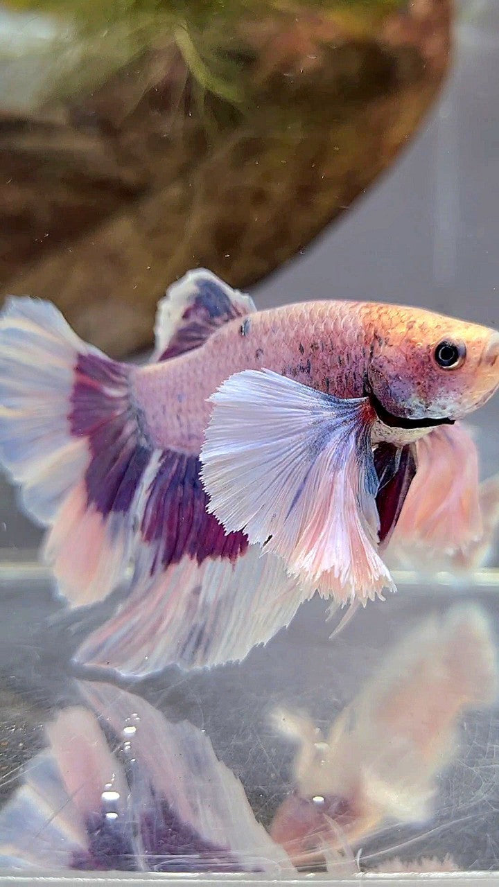 XL HALFMOON SUPER DUMBO EAR PURPLE BUTTERFLY BETTA FISH