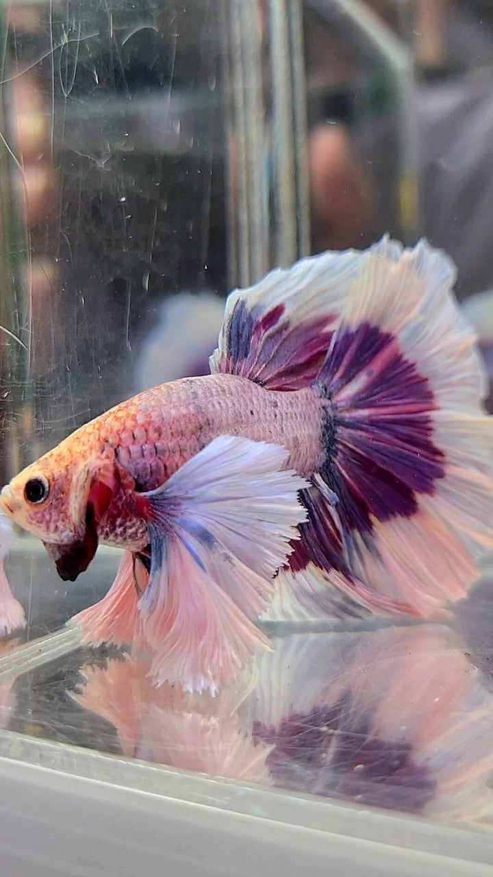 XL HALFMOON SUPER DUMBO EAR PURPLE BUTTERFLY BETTA FISH