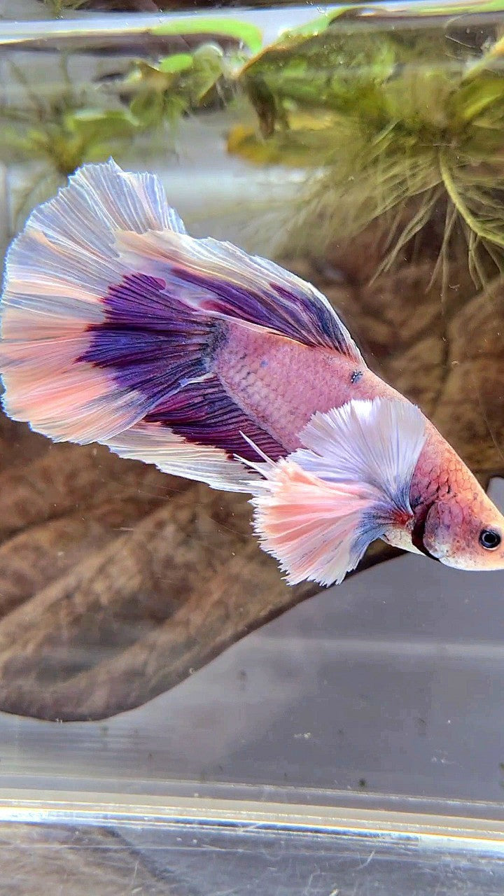 XL HALFMOON SUPER DUMBO EAR PURPLE BUTTERFLY BETTA FISH