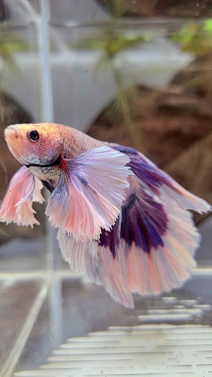 XL HALFMOON SUPER DUMBO EAR PURPLE BUTTERFLY BETTA FISH