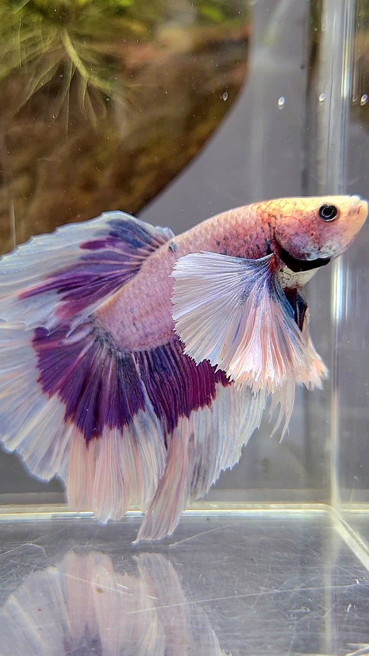 XL HALFMOON SUPER DUMBO EAR PURPLE BUTTERFLY BETTA FISH