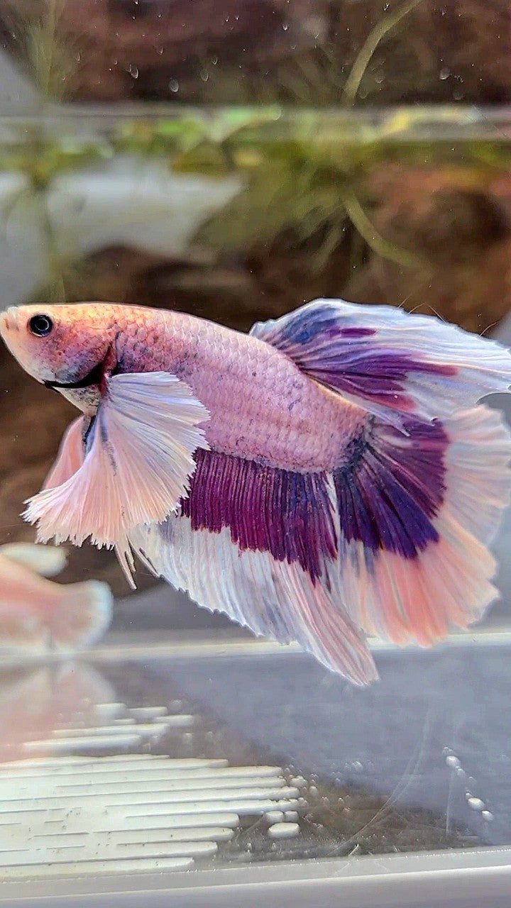 XL HALFMOON SUPER DUMBO EAR PURPLE BUTTERFLY BETTA FISH