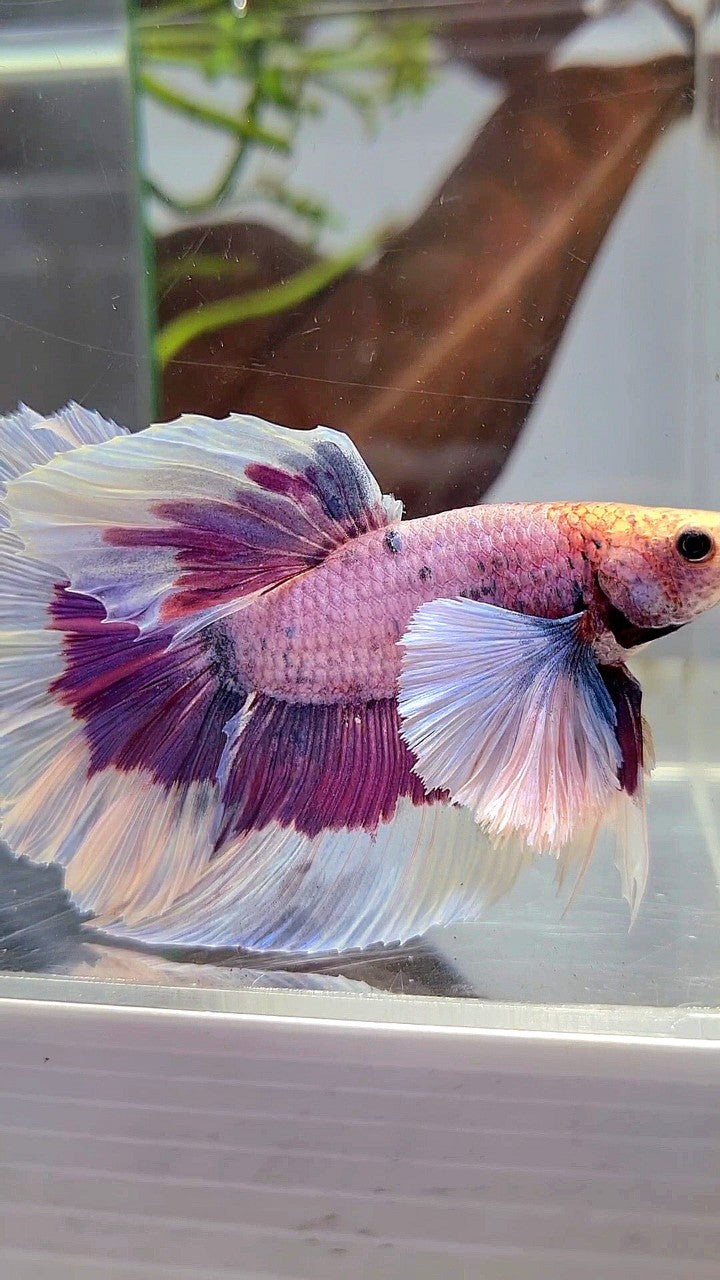 XL HALFMOON SUPER DUMBO EAR PURPLE BUTTERFLY BETTA FISH