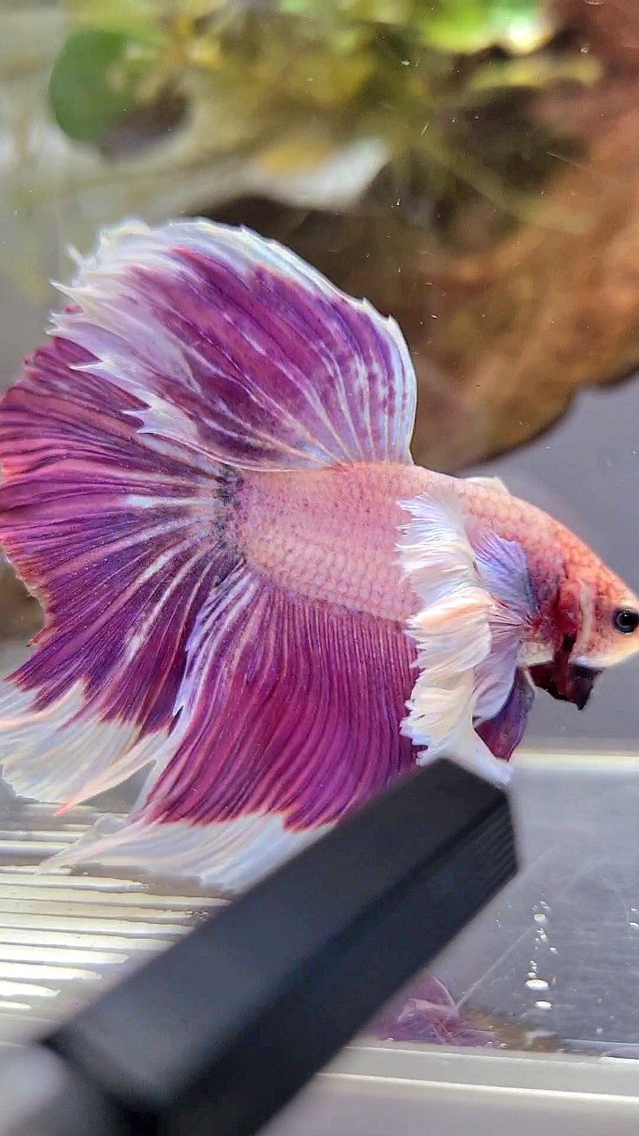 XL HALFMOON SUPER DUMBO EAR PURPLE GRIZZLE BETTA FISH