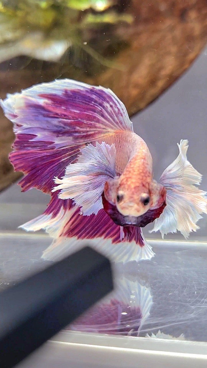 XL HALFMOON SUPER DUMBO EAR PURPLE GRIZZLE BETTA FISH