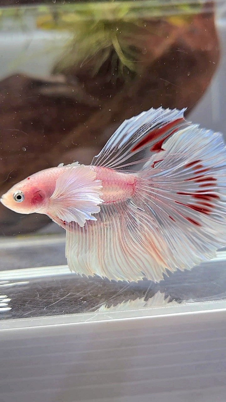 HALFMOON DUMBO EAR WHITE CELLOPHANE TRANSPARENT BETTA FISH