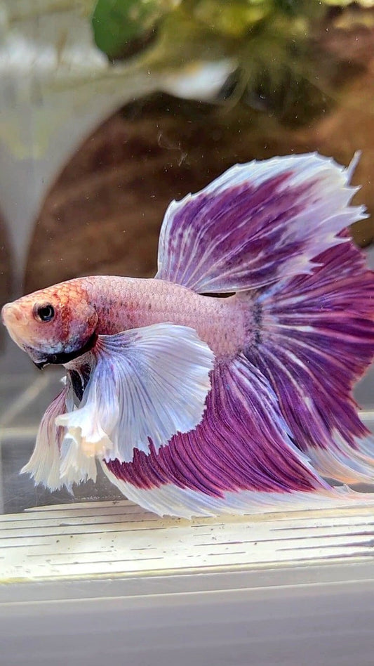 XL HALFMOON SUPER DUMBO EAR PURPLE GRIZZLE BETTA FISH