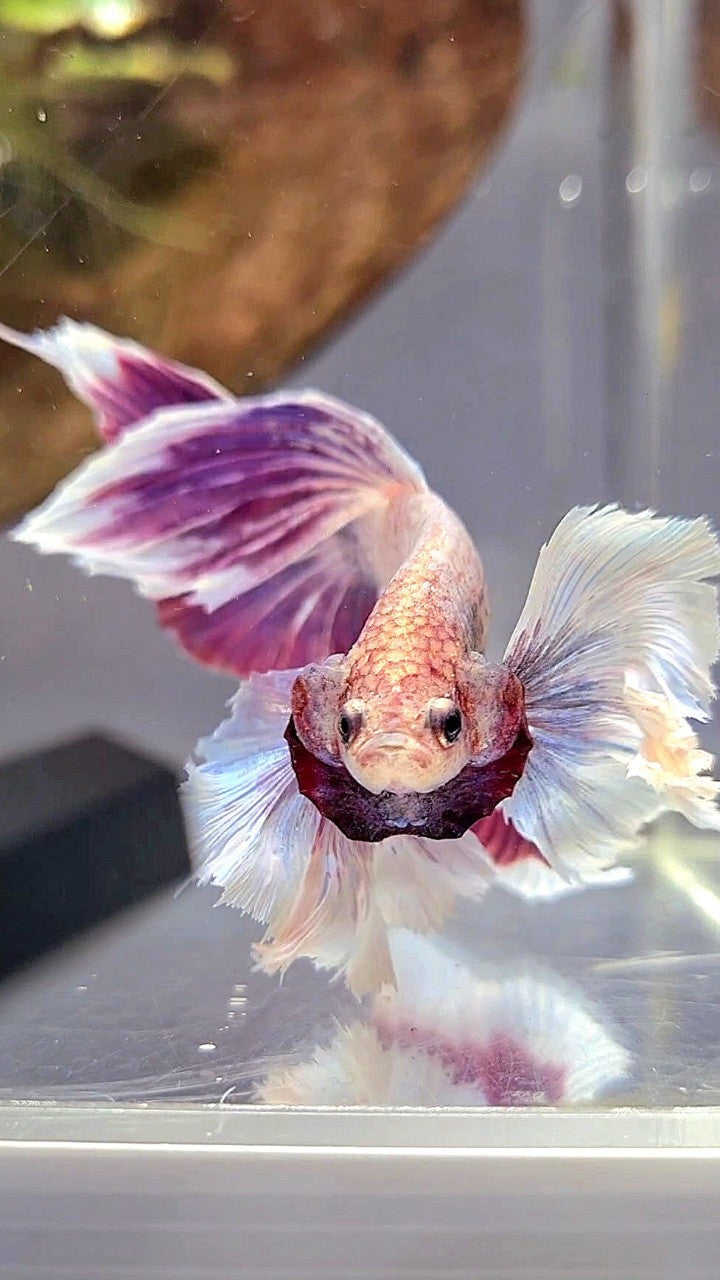 XL HALFMOON SUPER DUMBO EAR PURPLE GRIZZLE BETTA FISH