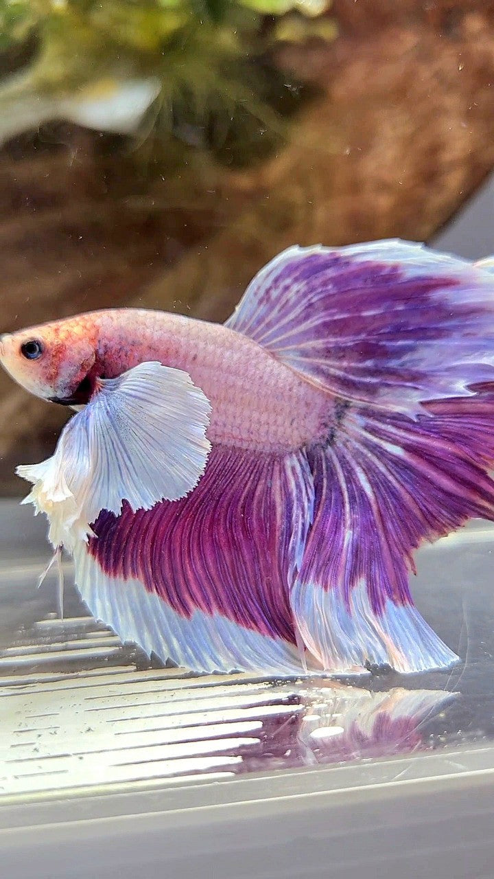 XL HALFMOON SUPER DUMBO EAR PURPLE GRIZZLE BETTA FISH