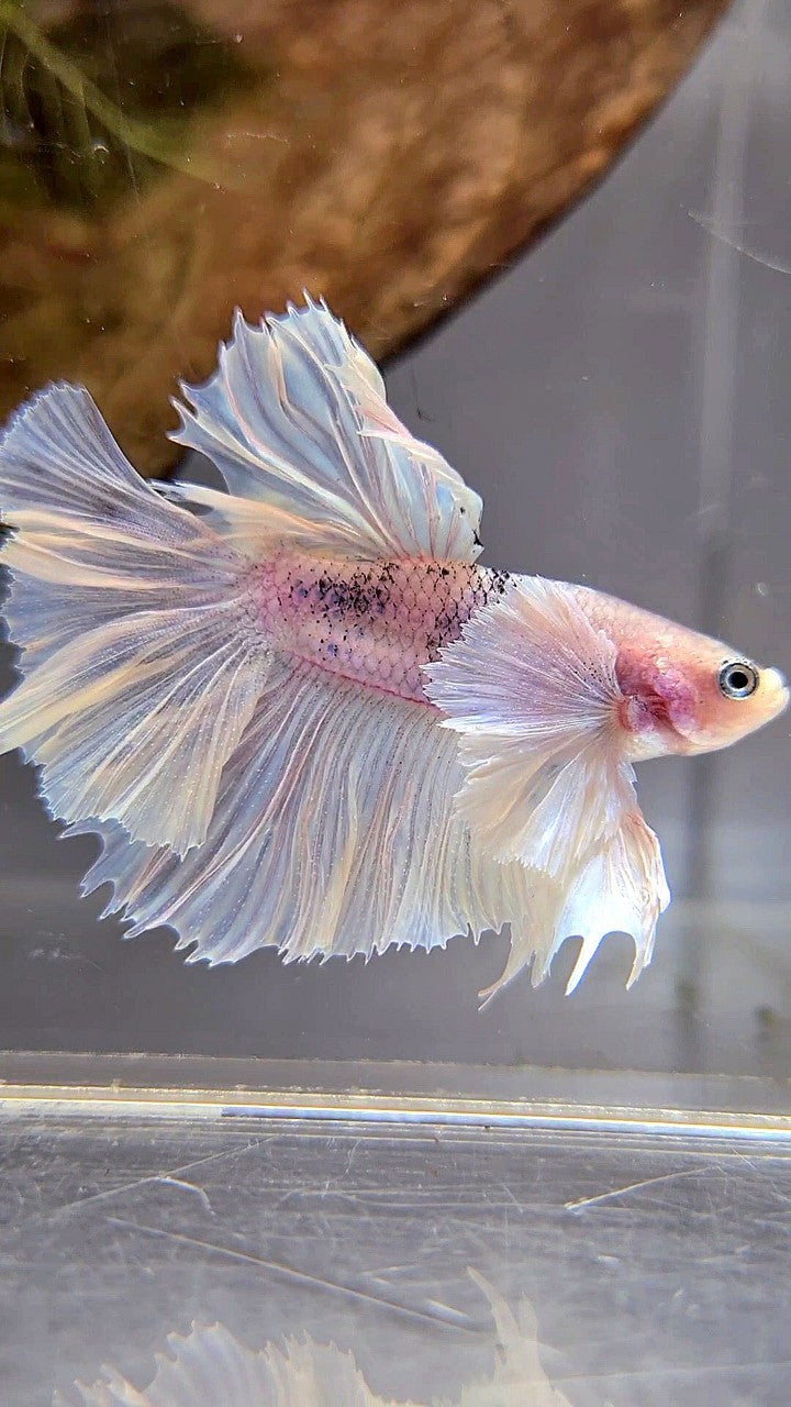 HALFMOON SUPER DUMBO EAR WHITE BETTA FISH