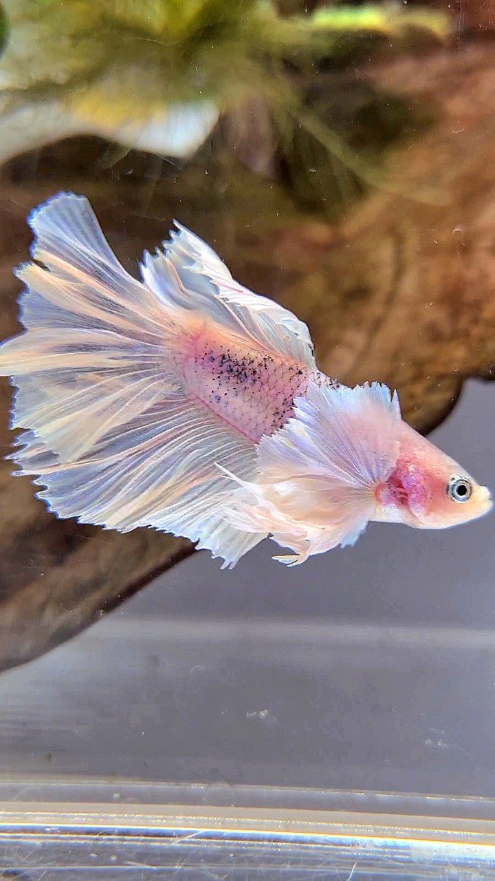 HALFMOON SUPER DUMBO EAR WHITE BETTA FISH