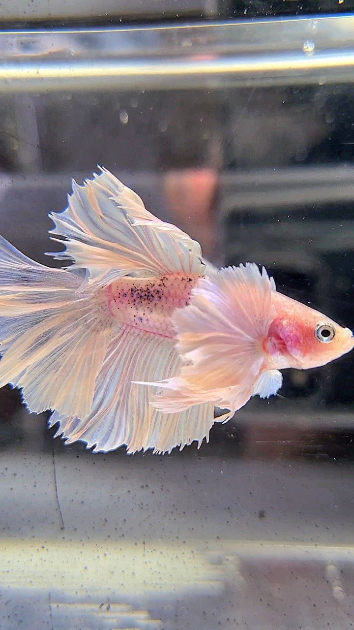 HALFMOON SUPER DUMBO EAR WHITE BETTA FISH