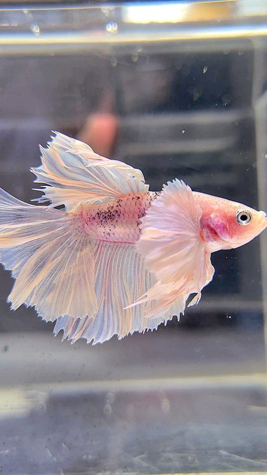 HALFMOON SUPER DUMBO EAR WHITE BETTA FISH