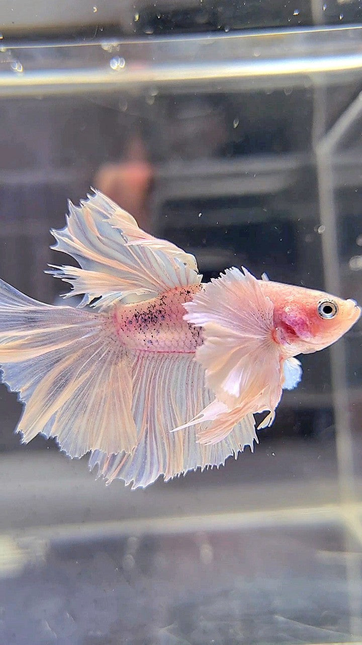 HALFMOON SUPER DUMBO EAR WHITE BETTA FISH