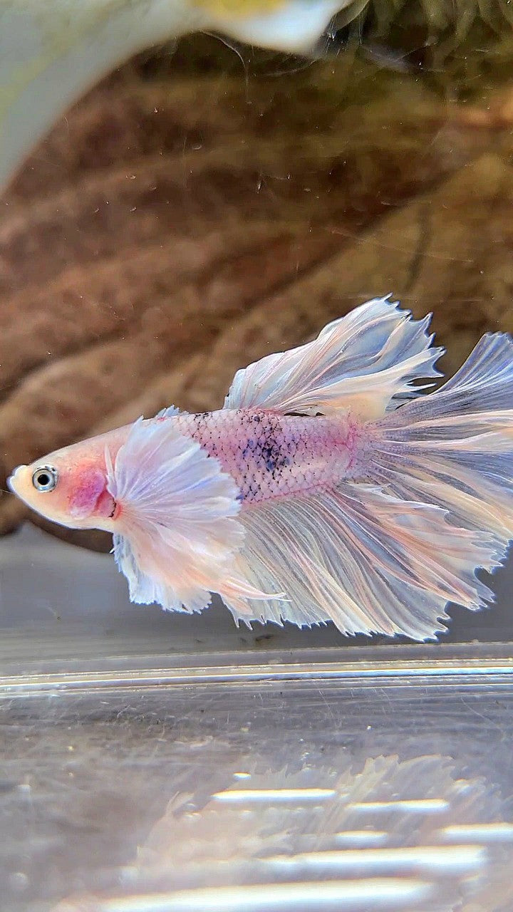 HALFMOON SUPER DUMBO EAR WHITE BETTA FISH